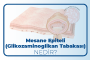 Mesane Epiteli (Glikozaminoglikan Tabakası) nedir?